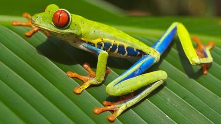 Red Eyed Tree Frog (Agalychnis callidryas) wallpaper