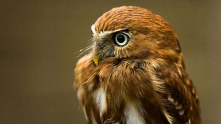 Majestic Owl Close-Up Wallpaper wallpaper