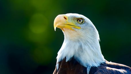 Bald Eagle wallpaper
