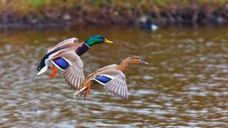 Flying Mallards wallpaper