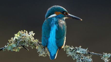 Kingfisher on a lichen covered twig wallpaper