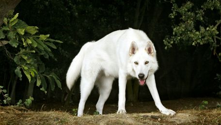 White Northern Inuit dog wallpaper