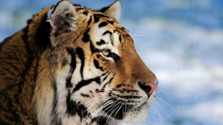 Bengal tiger portrait wallpaper