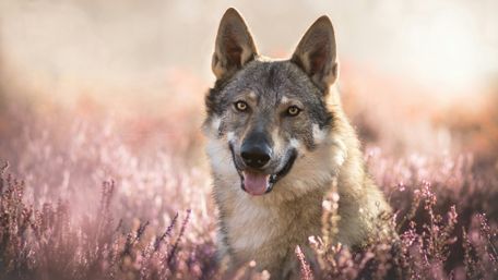 Czechoslovakian wolfdog wallpaper