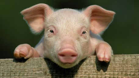 Pink piggy wallpaper