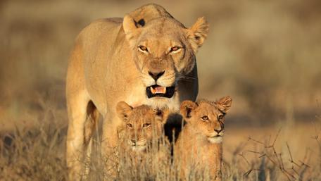 Lioness and cubs wallpaper