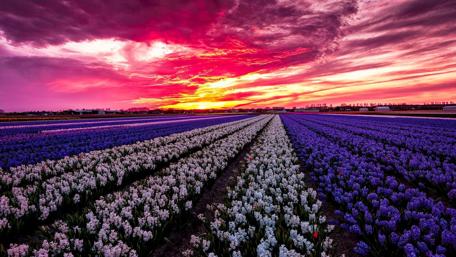Hyacinth farm wallpaper