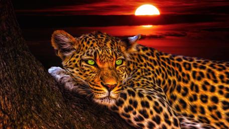 Leopard artwork wallpaper