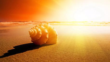 Shell in the sand wallpaper