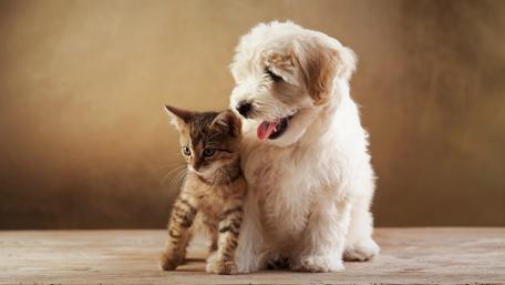 Cute friends wallpaper