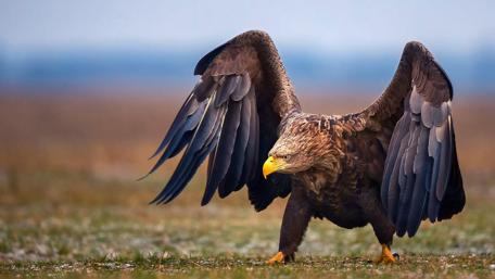 White-tailed Eagle wallpaper