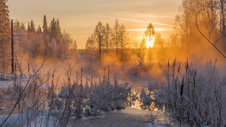 Misty winter wetland wallpaper