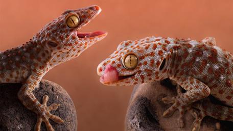 Tokay gecko wallpaper