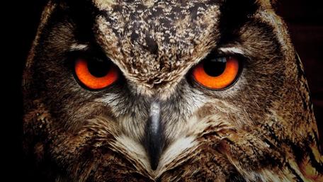 Majestic Gaze of the Eagle Owl wallpaper