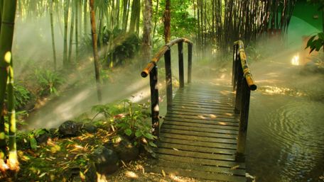 Mystical Bamboo Bridge in Serene Forest wallpaper