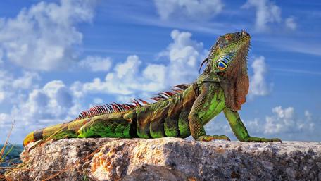 Green iguana wallpaper