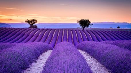 Provence lavender field wallpaper