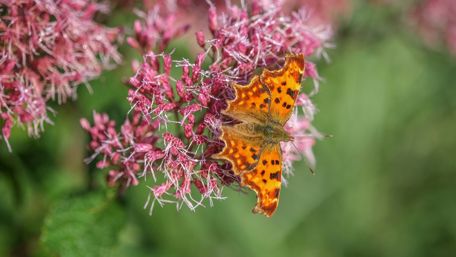 Butterfly on pink flower wallpaper