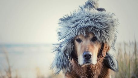 Playful Dog in a Winter Hat wallpaper