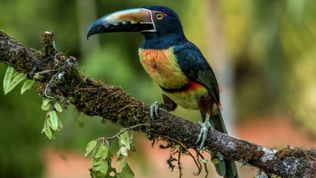 Collared aracari (Pteroglossus torquatus) wallpaper