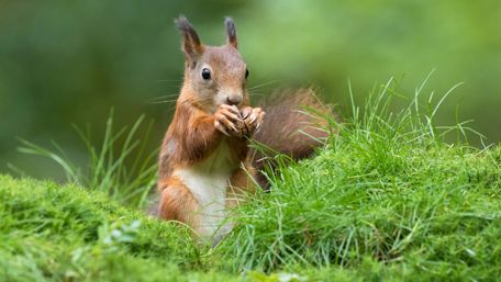 Squirrel in grass wallpaper