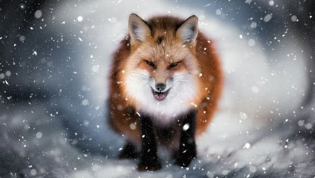 Winter's Fierce Guardian wallpaper