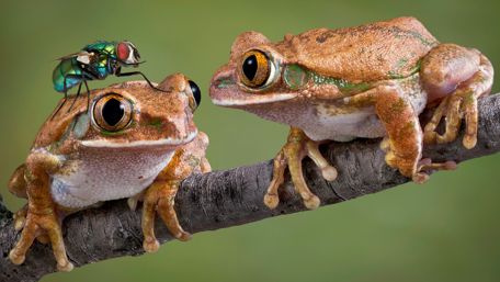 Funny frogs wallpaper