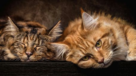 Sleepy cats wallpaper