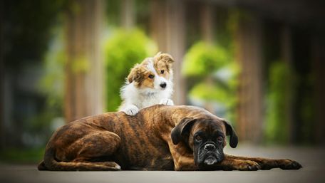 Puppy and Dog Friendship Wallpaper wallpaper