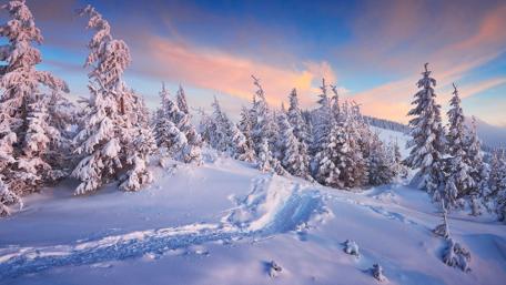 Serene Winter Wonderland of Snowy Pines wallpaper