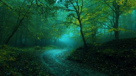 Misty curvy forest path wallpaper