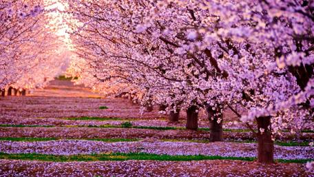 Beautiful cherry blossom wallpaper