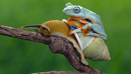 Snail riding wallpaper