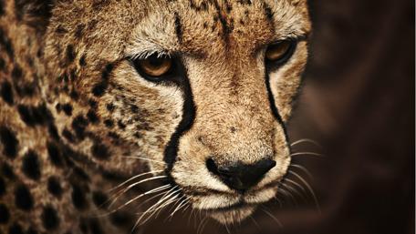 Majestic Cheetah Portrait wallpaper