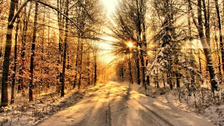 Winter Sunlight Illuminates Snowy Forest Path wallpaper