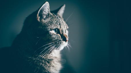 Short haired cat portrait wallpaper