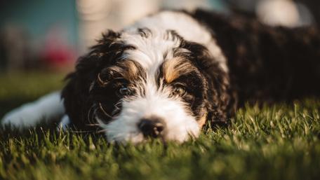 Cockapoo dog  puppy wallpaper