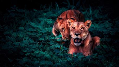 Lions wallpaper