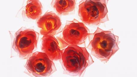 Fire red roses wallpaper