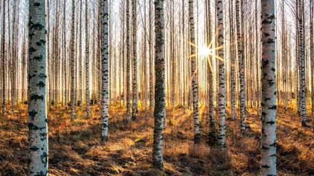 Silver birch forest wallpaper