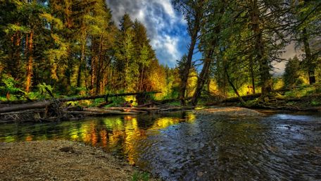 Serene Forest Reflection in Tranquil Waters wallpaper