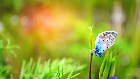 Blue butterfly wallpaper