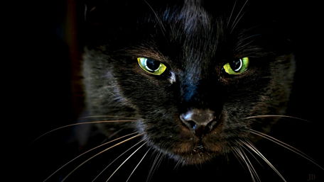 Black cat wallpaper