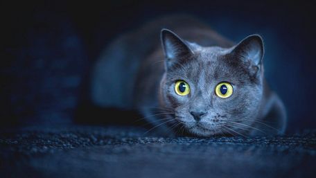 Blue-grey korat cat wallpaper