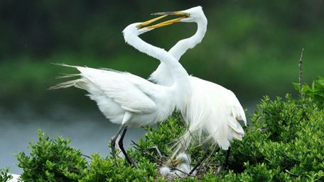 Great egre bird family wallpaper