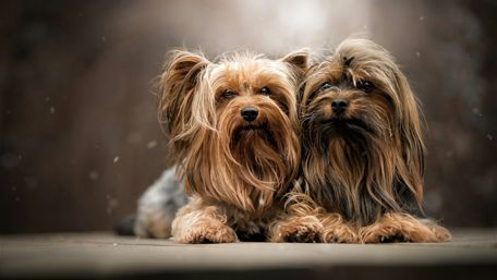 Yorkshire terrier dogs wallpaper