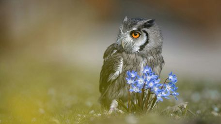 Majestic Owl Among Blue Blooms wallpaper