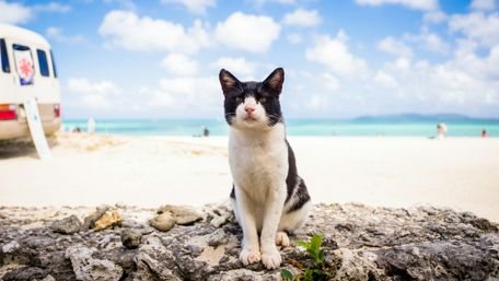 Charming Cat Enjoying a Summer Day at the Beach wallpaper
