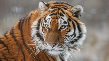 Majestic Tiger Portrait wallpaper