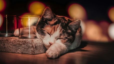 Sleeping Cat in Warm Glow wallpaper